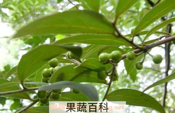 山胡椒泡酒的功效与作用