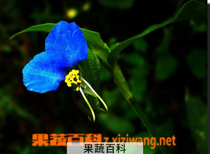 果蔬百科月姑草图片 月姑草的功效与作用