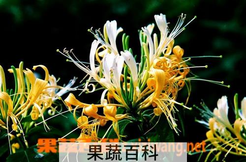 果蔬百科金银花采摘时间及采摘方法