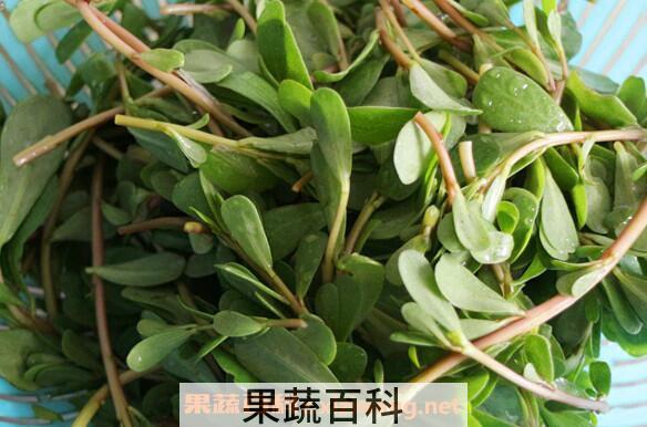 猪奶菜的功效与作用 猪奶菜怎么做