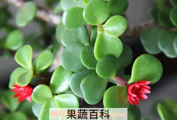 猪奶菜的功效与作用 猪奶菜怎么做