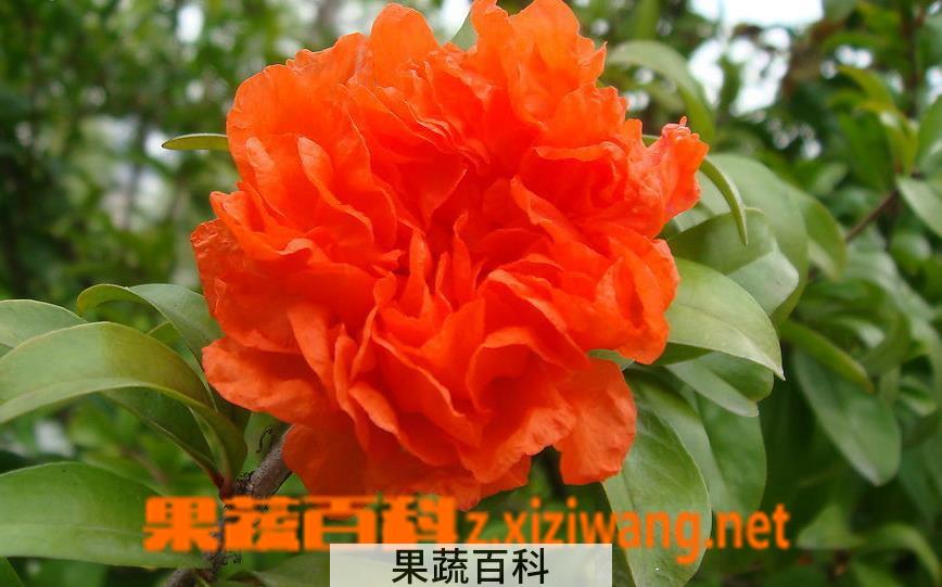 果蔬百科石榴花养殖方法及注意事项