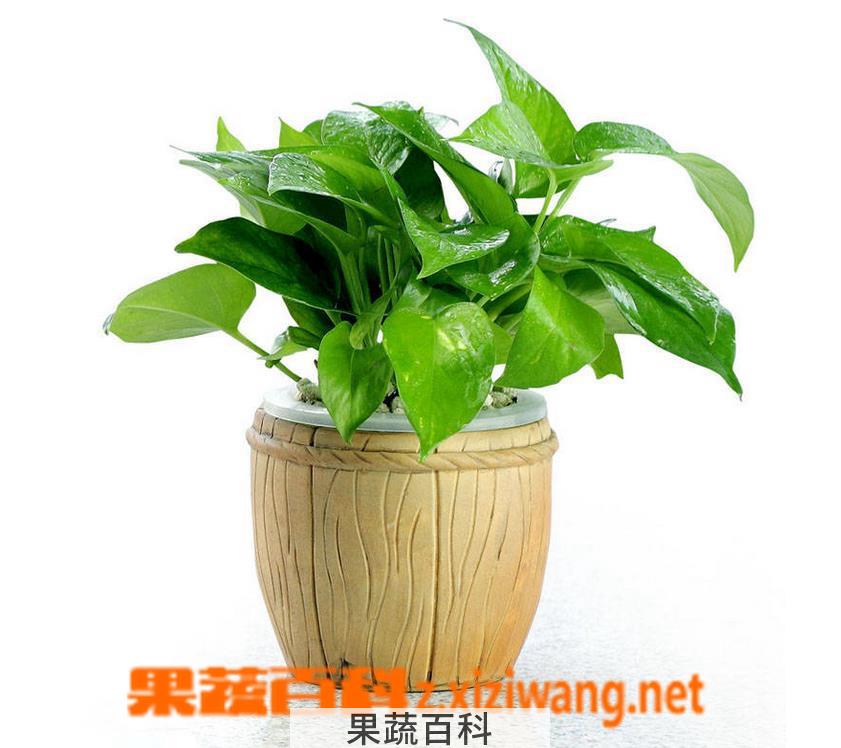 果蔬百科大叶绿萝养殖注意事项