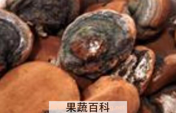 桦菌芝怎么食用 桦菌芝的吃法