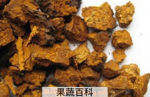 桦菌芝怎么食用 桦菌芝的吃法