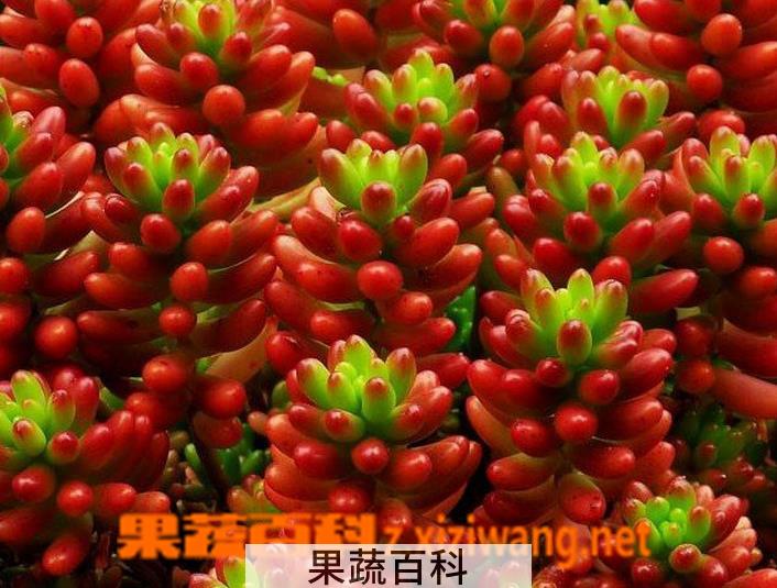 果蔬百科虹之玉的养殖方法注意事项