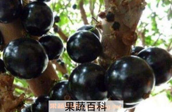 阴阳果的功效与作用 阴阳果是什么