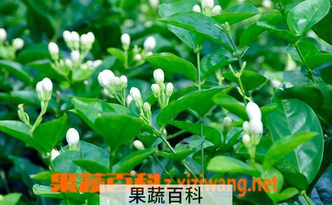 果蔬百科茉莉花的养殖方法