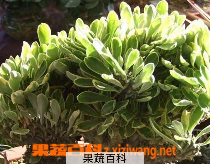 果蔬百科金麒麟的养殖方法