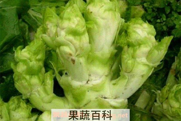儿菜