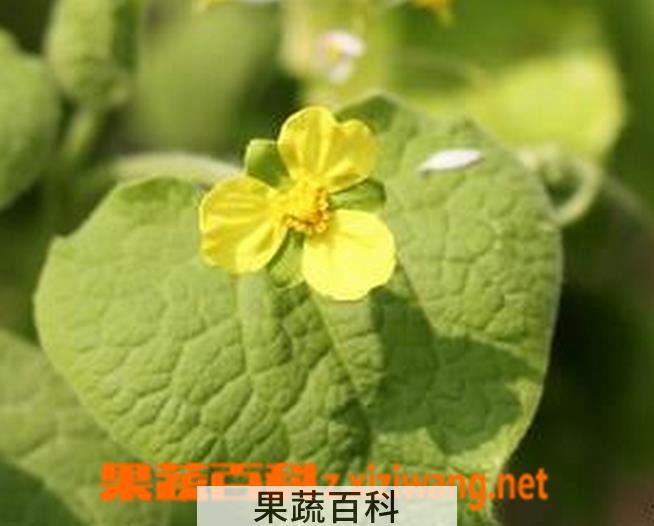 果蔬百科马蹄香图片 马蹄香的养殖方法