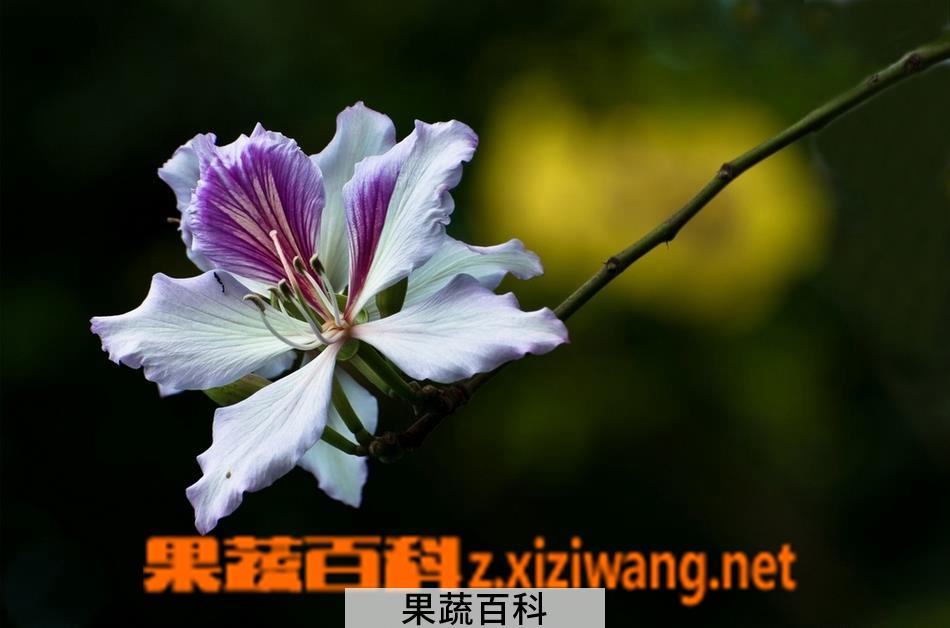 果蔬百科如何区分紫荆花与羊蹄甲花