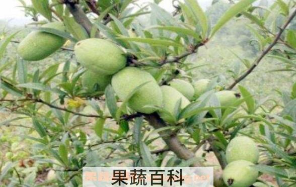 什么是宣木瓜 宣木瓜的功效与作用