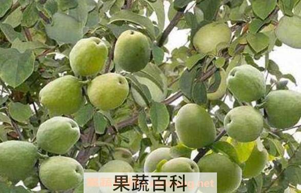 什么是宣木瓜 宣木瓜的功效与作用