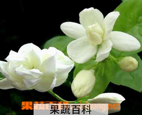果蔬百科非洲茉莉的养殖方法和注意事项
