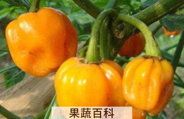 黄青椒的功效与作用