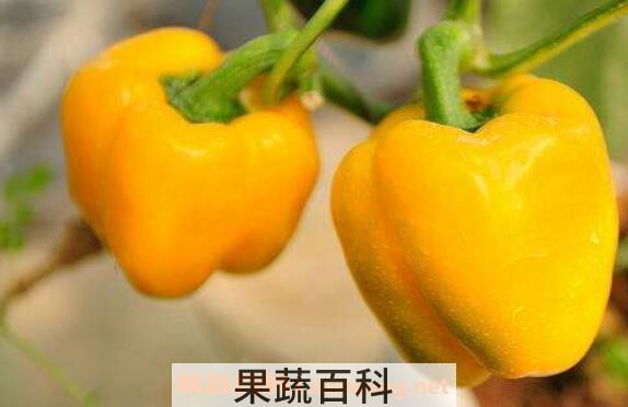 黄青椒的功效与作用