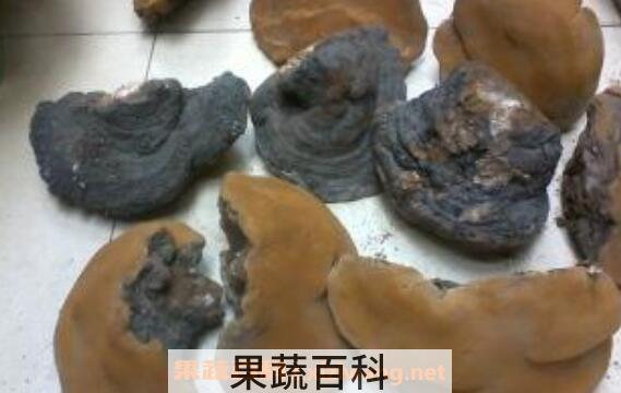 桦树灵芝的功效与作用