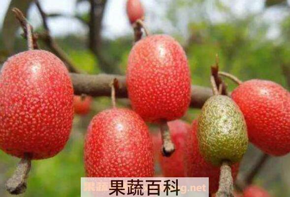 羊奶果怎么吃 羊奶果的功效与作用