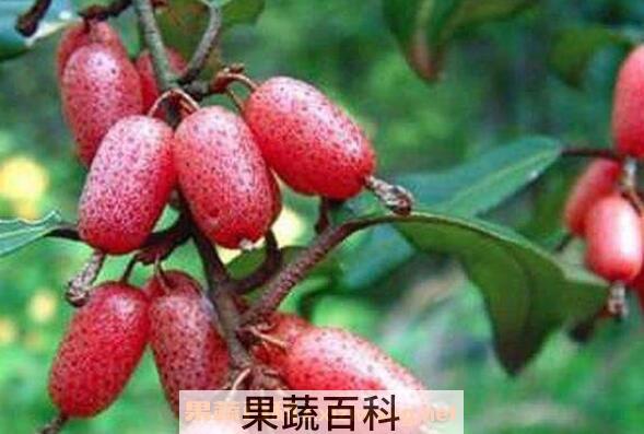 羊奶果怎么吃 羊奶果的功效与作用