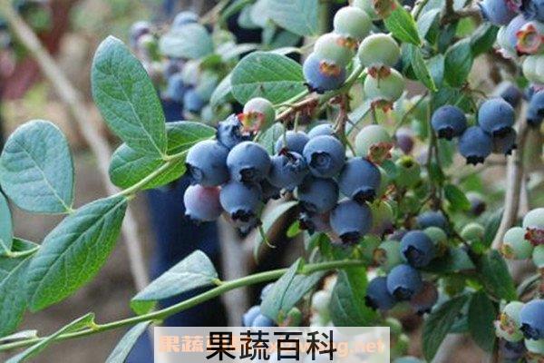 蓝莓