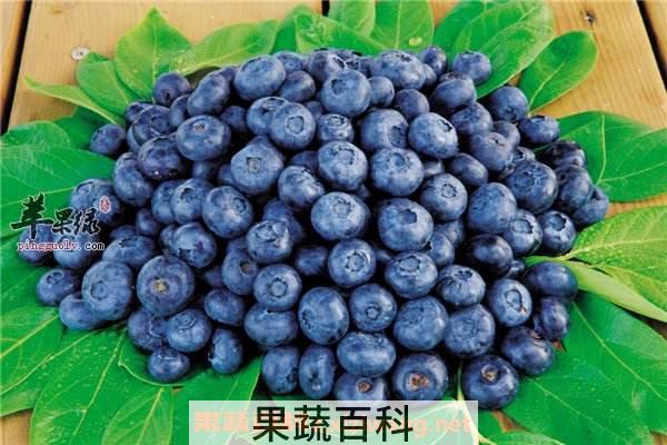 蓝莓