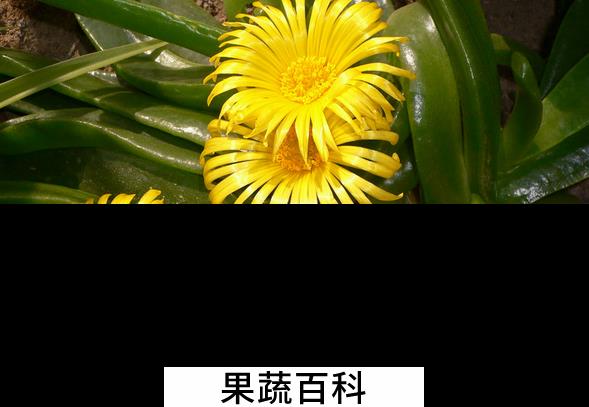 果蔬百科佛手花的功效与作用