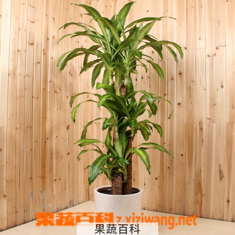 果蔬百科巴西木的养殖养护方法