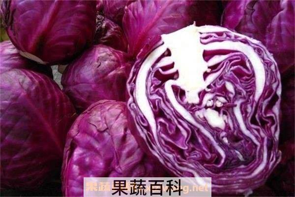 紫甘蓝