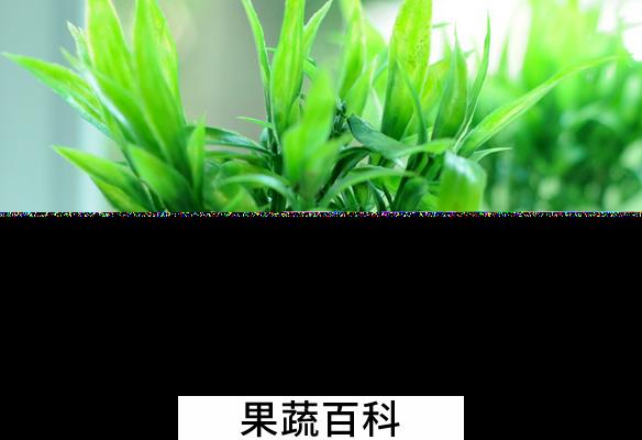 果蔬百科开运竹的养殖方法与注意事项