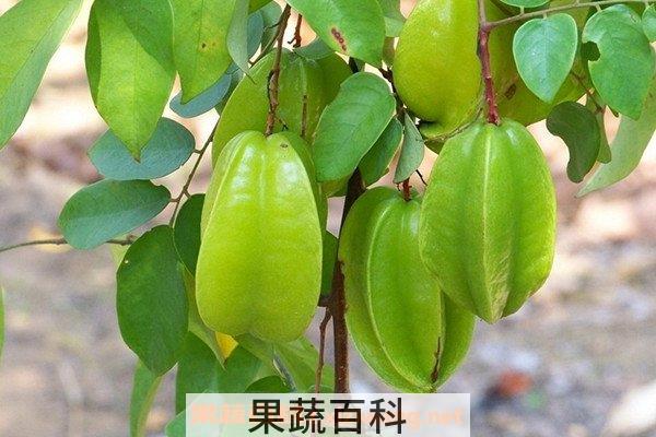 杨桃