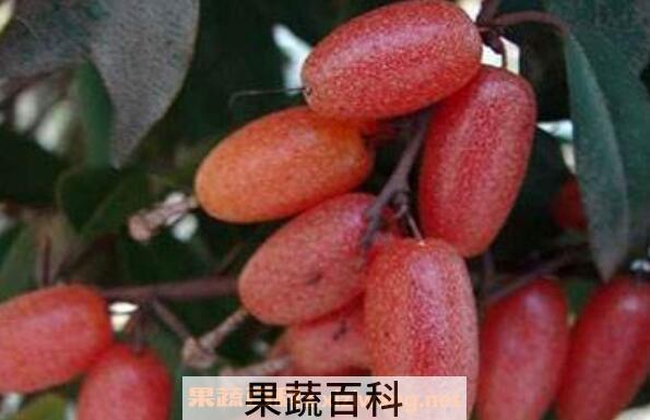 羊奶果糕怎么做 羊奶果糕的做法步骤教程