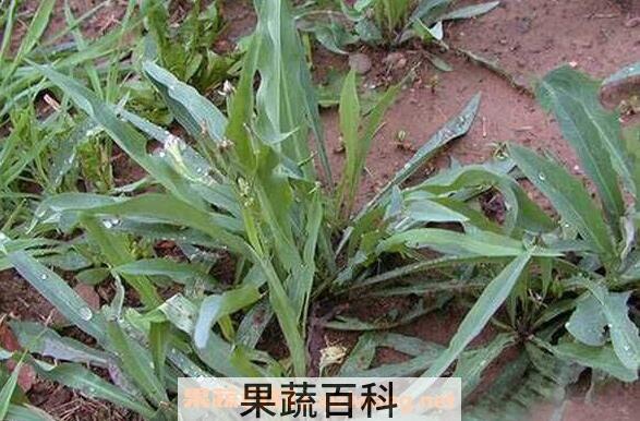 苦凉菜的功效与作用 苦凉菜的副作用