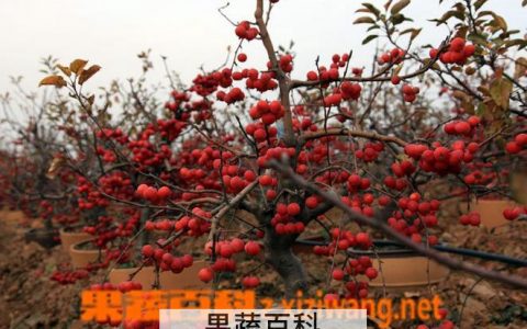 冬红果的养殖方法和注意事项 冬红果怎么养殖方法