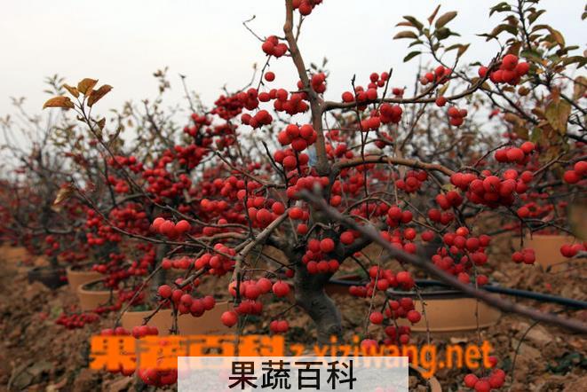 果蔬百科冬红果的养护方法