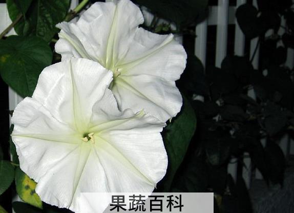 果蔬百科月光花的功效与作用