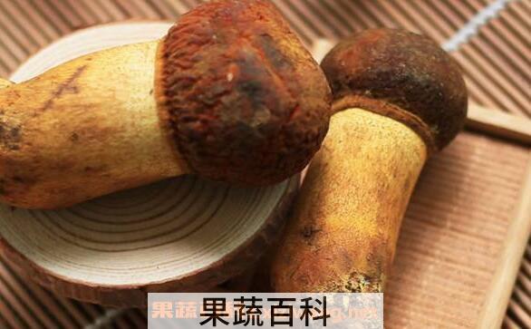 黄牛肝菌的功效与作用