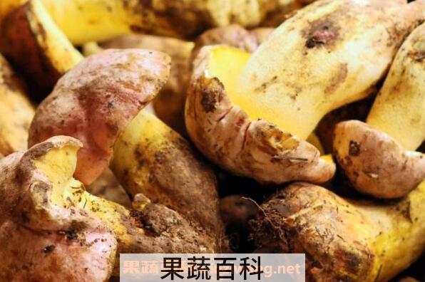 黄牛肝菌的功效与作用