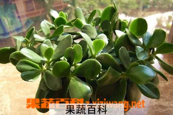 果蔬百科玉树的养殖方法