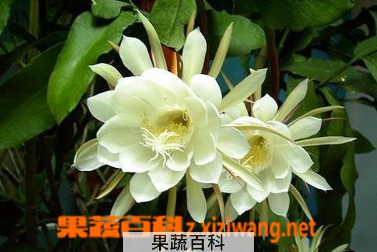 果蔬百科昙花盆栽养植方法