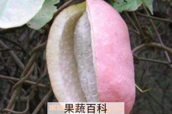 八月瓜的功效与作用 八月瓜的食用方法