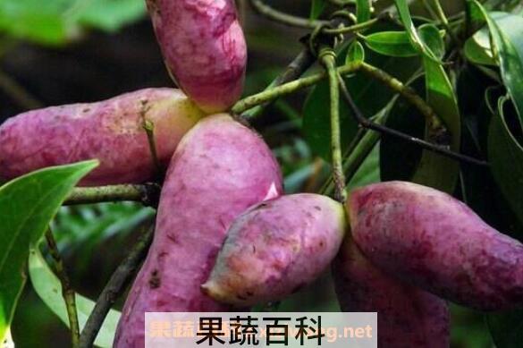 八月瓜的功效与作用 八月瓜的食用方法