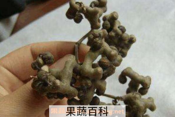 鸡爪梨泡酒有什么功效 鸡瓜梨泡酒的功效与作用