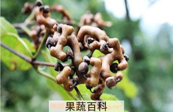 鸡爪梨泡酒有什么功效 鸡瓜梨泡酒的功效与作用
