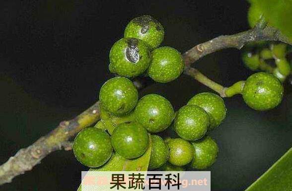 山胡椒与胡椒有区别吗