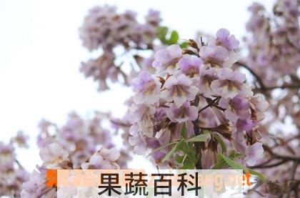 果蔬百科梧桐花的功效与作用