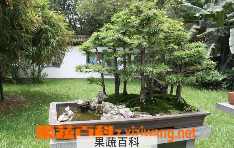果蔬百科盆景金钱松的养护方法