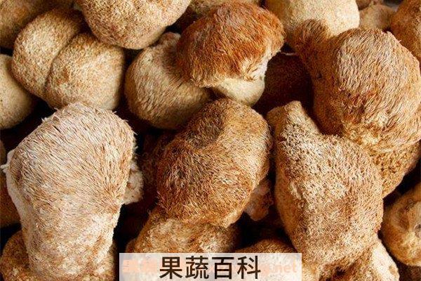 猴头菇
