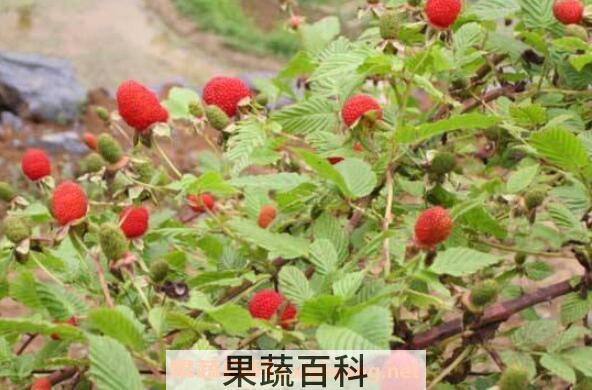 空心泡的功效与作用 吃空心泡的好处