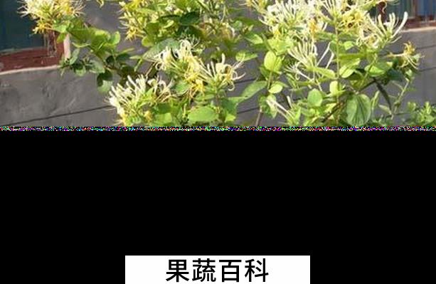 果蔬百科盆栽金银花的养殖方法